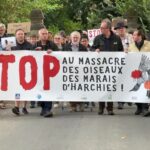 Mobilisation pour la protection des oiseaux en Belgique face à la chasse en France.