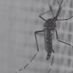 Invasion de moustiques en France : une présence accrue tout au long de la journée.