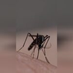 Invasion de moustiques : les autorités sanitaires alertent sur les risques pour la santé publique.