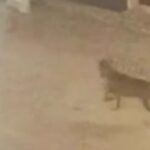Deux touristes allemandes attaquées par un loup en Italie, autorités locales en alerte
