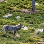 Un loup aperçu près des habitations à Nice, inquiétude parmi les résidents.