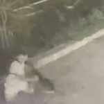 Un loup attaque des touristes en Italie, provoquant des tensions dans la région.