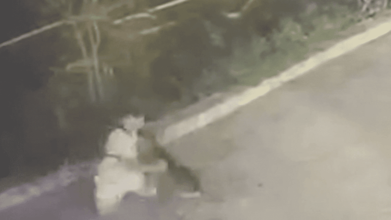 Un loup attaque des touristes en Italie, provoquant des tensions dans la région.