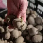 Sécheresse entraîne le plus faible rendement de pommes de terre en 30 ans, producteurs en crise.