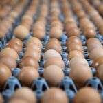 Sécheresse : baisse de la production d&rsquo;œufs en France et risque de pénurie.