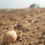 Sécheresse en France : la production de pommes de terre réduit et les prix augmentent