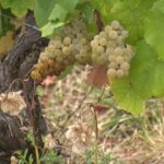 Sécheresse dans le Jura : le volume de crémant réduit de quatre, d&rsquo;autres vins en hausse.