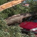 Orages dans le Sud-Est : arbres arrachés et toitures endommagées, coupures de courant généralisées