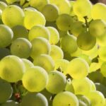Les vendanges précoces en Bretagne perturbent les visiteurs du Morbihan.