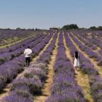Royaume-Uni : les champs de lavande génèrent des revenus grâce aux visites payantes et produits dérivés.