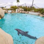 Avenir des dauphins de Marineland après le revirement du ZooParc de Beauval en France et Espagne