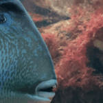 Côte d&rsquo;Azur : des poissons mordeurs signalés dans les eaux méditerranéennes.