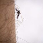 Premier cas de dengue détecté à Marseille par l&rsquo;ARS, maladie transmise par le moustique tigre.