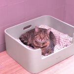 Saturation des refuges : des familles relais recherchées pour accueillir des chats.