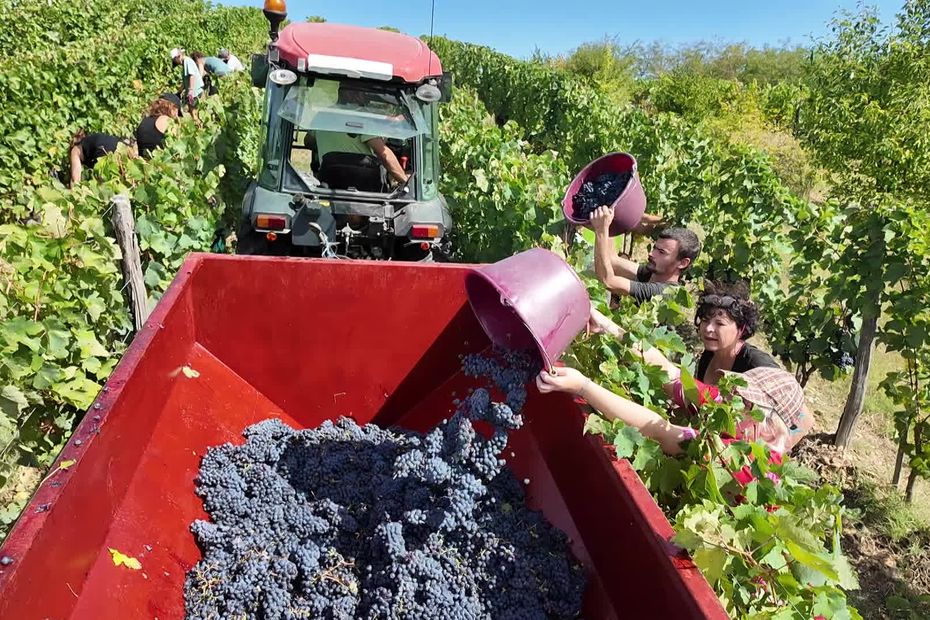 Vins rouges délaissés à Fronton, vendanges avancées et focus sur le blanc en raison du climat.