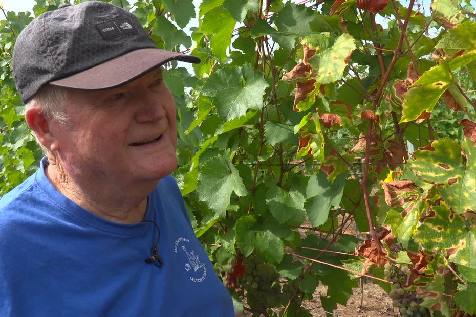 Les vendanges de Bernard, 85 ans, marquent sa 50e participation dans le même domaine.