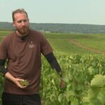 Une nouvelle variété de vigne testée en Champagne réduit les traitements nécessaires.