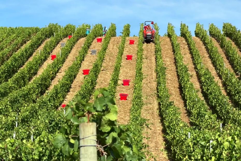 Vignes espacées en Champagne : avantages pour la croissance et la longévité des plants