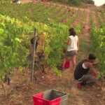 Vendanges précoces dans le Cap Corse, un mois d’avance sur la saison habituelle.