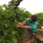 Orage endommage deux hectares de vignes, un viticulteur sollicite des bénévoles pour la récolte.