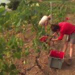Sécheresse et orages : les vignerons insulaires adaptent leurs pratiques face au changement climatique.