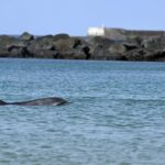 Le maire de Saint-Jean-de-Luz annonce un été serein pour le dauphin de la baie, loin des baigneurs.