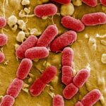 Une IA aux États-Unis développe des virus pour lutter contre les bactéries résistantes.