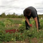 Sécheresse en France : les agriculteurs alertent sur la baisse des récoltes