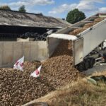 Des pommes de terre du Nord fournies aux éleveurs mayennais pour nourrir les vaches cet hiver.