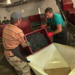 Vendanges en Champagne : pressurage modifié en raison de raisins plus petits.