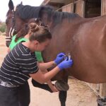 Orage : des chevaux blessés et des abris détruits à un centre équestre en France