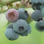 Les myrtilles de Bretagne connaissent un succès croissant auprès des consommateurs locaux.