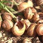 Sécheresse en Catalogne : la cargolade menacée par la disparition des escargots.