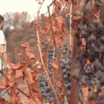 Vignoble du Var face à la vague de froid et à la sécheresse lors des vendanges