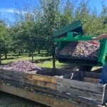 Sud-Ouest : producteurs de pruneaux adoptent les amandiers face au réchauffement climatique