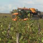 Orage de grêle : des vignerons mobilisés pour protéger leur récolte en France.