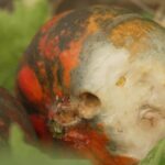 Sécheresse dans les Alpes-Maritimes : une agricultrice perd 20% de sa production de courges.
