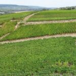 Vignerons en France renforcent la sécurité face aux vols avant les vendanges