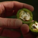 Découverte de la route de la noix dans le Périgord : produits variés et traditions locales.