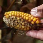 Sécheresse : Jeunes agriculteurs demandent des aides immédiates pour les trésoreries.