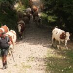 Chartreuse : les vaches quittent un pâturage en raison de la pénurie alimentaire et hydrique