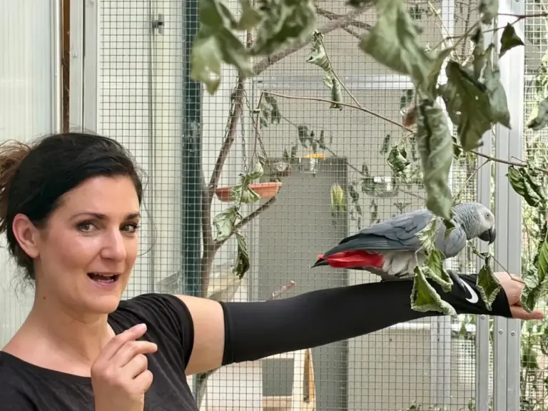 Bienne : une thérapeute aide les oiseaux déprimés à retrouver leur chant