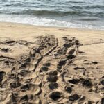 Découverte d&rsquo;un nid de tortue marine à une heure de Marseille, une ponte remarquable.