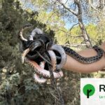 Ibiza confrontée à une prolifération de serpents dans les espaces publics.