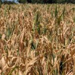 Canicule et sécheresse : 6 chiffres illustrent la crise agricole en France