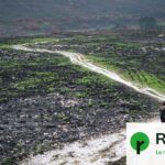 Des éleveurs utilisent des brebis pour réduire les risques d&rsquo;incendie en milieu rural.