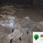 Plus de 300 cadavres de cochons découverts : L214 dénonce un abandon massif d&rsquo;animaux.