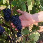 Vendanges en Seine-et-Marne : producteurs optimistes malgré une récolte précoce et des défis.