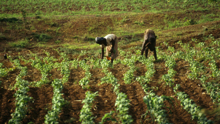 Burkina Faso relance son offensive agropastorale et hydraulique pour renforcer la sécurité alimentaire.