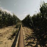 Sécheresse historique : l&rsquo;agriculture française confrontée à des pertes majeures.